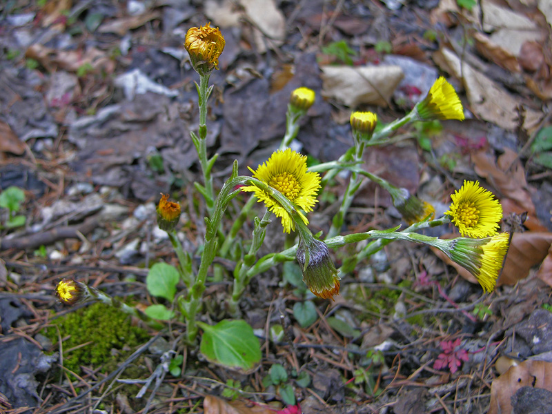 Tussilago farfara, Petasites albus e Crocus